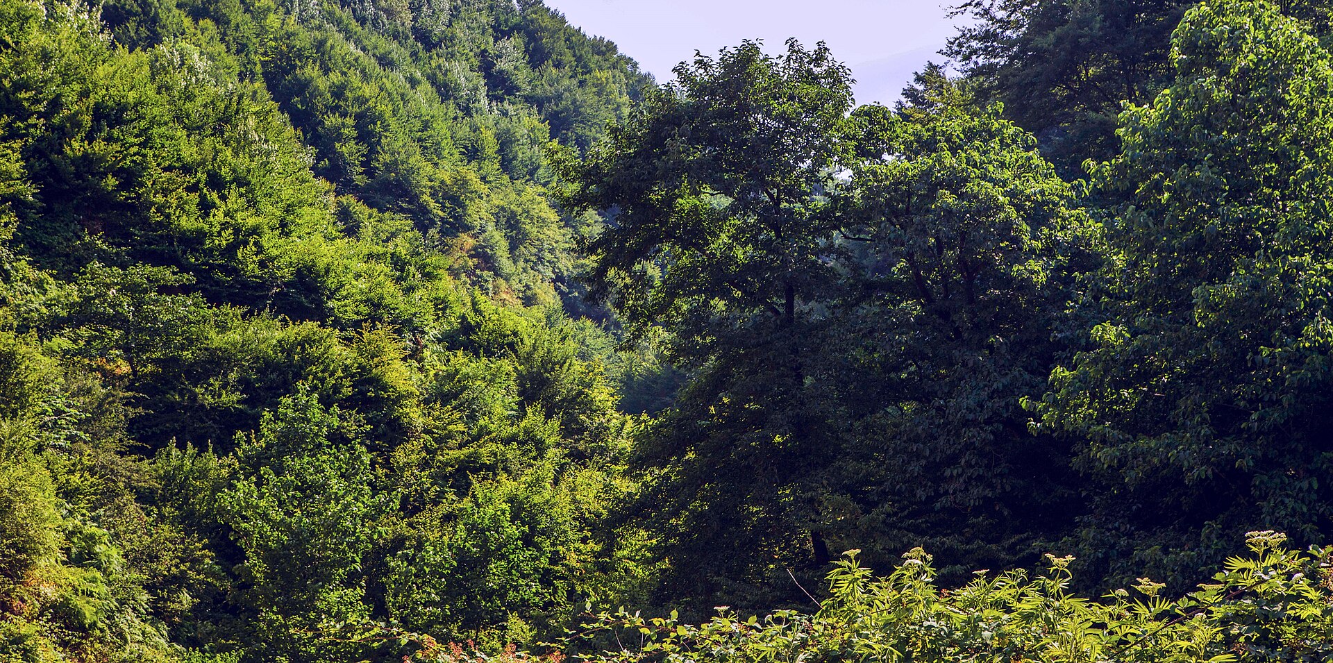 The Hyrcanian forests: an ancient green world on the Caspian